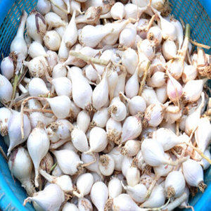 Market Peeled Garlic Price|Fresh Snow White Garlic in 4/5/6/8/10KG Bags|Top Grade Thai Supplier - Product Image 4