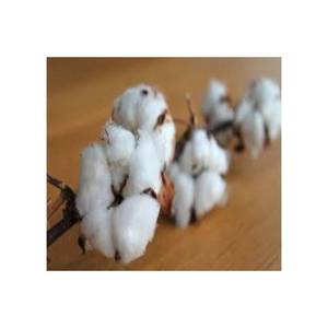 Balles de coton brut de fil de coton biologique 100% peignées pour une qualité et une durabilité supérieures - Product Image 6