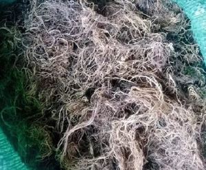 สาหร่ายกราซิลาเรียแห้ง GRACILARIA-SEAWEED จากเวียดนาม - Product Image 3