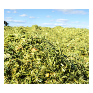 Ensilaje de maíz Premium de alta nutrición para alimentación de ganado lechero - Product Image 1