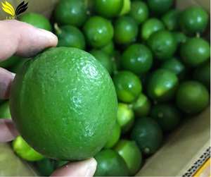 Limón Verde Fresco sin Semillas al por Mayor para Importadores - Product Image 5