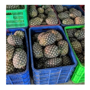 Morceaux d'ananas congelés IQF pelés en tranches d'ananas congelés du Vietnam emballés pour l'exportation vers les fabricants de produits alimentaires du monde entier - Product Image 2