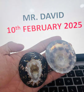 Limpet Shell Limpet Seashell Lactancia Conchas marinas Proveedor mayorista a granel Conchas marinas naturales para la decoración del acuario - Product Image 6