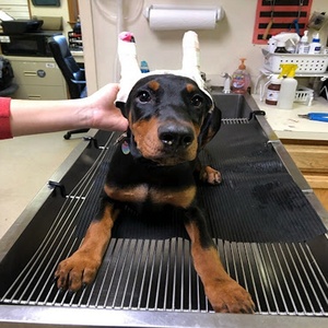 Meilleure qualité chien oreille recadrage aluminium outils vétérinaires pince sur mesure soins aux animaux - Product Image 6