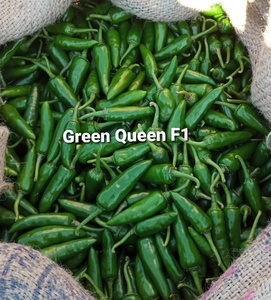 เมล็ดพันธุ์พริกฮอทเปปเปอร์กรีนควีน F1 ไฮบริด - Product Image 4