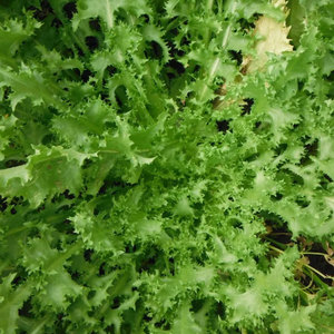 Grossistes Fournisseur en vrac d'endives chicorée de qualité supérieure: espèces de légumes à feuilles amères les plus vendues - Product Image 6