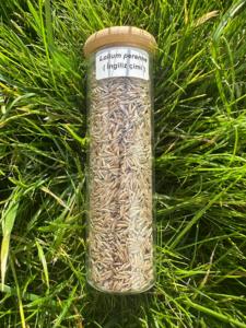Graines de Ryegrass Perennial de Qualité Supérieure, Croissance Rapide, Établissement Rapide, Résistant au Froid (Double DLF) - Product Image 2