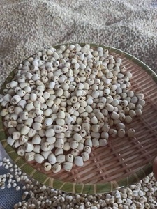 Tuerca de loto seca de alta calidad de exportación superior del proveedor auténtico a precio competitivo - Product Image 3