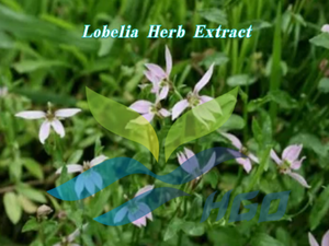 โรงงาน HGO จัดจำหน่ายสารสกัดจากสมุนไพรโลเบเลียบริสุทธิ์จากธรรมชาติ เกรดอาหาร อัตราส่วน 5:1 10:1 20:1 ผงดอกไม้ - Product Image 2