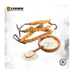 LiGNO OCS02 ®   Poudre de Cordyceps de Malaisie, complément alimentaire fonctionnel, endurance, vitalité, OEM ODM prêt, complément alimentaire naturel pour la santé - Product Image 1
