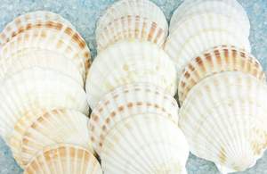 Coquilles de pétoncles naturelles Ms Sophie en vrac pour mariage, décoration intérieure et événements - Product Image 3