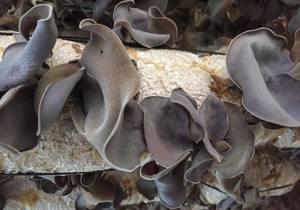 CHAMPIGNON NOIR SÉCHÉ-MEILLEURE QUALITÉ-PRIX LE MOINS CHER - Product Image 2