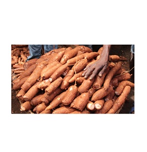"Yuca fresca a la venta a precios bajos, yuca de alta calidad para exportación de negocios mayoristas y minoristas" - Product Image 6