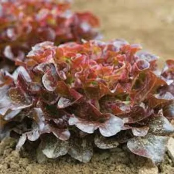 Vendite calde idroponica foglia di quercia rossa insalata di verdure fresche insalata di ortaggi biologici egiziani naturali di alta qualità