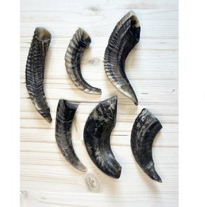 Vrais cornes de mouton naturelles polies pour la décoration et l'artisanat, de haute qualité - Product Image 2
