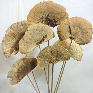 Éponge champignon éco-responsable de qualité supérieure, populaire, durable, pour désherbage, Halloween, remise de diplôme, fête des pères, Pâques, bureau, séchée - Product Image 1
