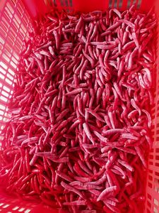 พริกแช่แข็งสีแดงเกรดออร์แกนิกจากเวียดนาม100% ขายส่ง - Product Image 5
