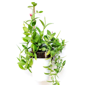 Estacas de plantas naturales al mejor precio al por mayor, estacas de jardín, palitos de bambú para exteriores e interiores, soporte para plantas de tomate en maceta - Product Image 6