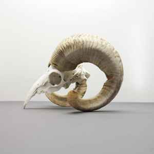 L ผลงานชิ้นเอกรูปควายและกระโหลกแกะแกะสลักด้วยมืออันประณีตพร้อมเขาอันงดงามผนังร่วมสมัยและศิลปะขาตั้ง - Product Image 3