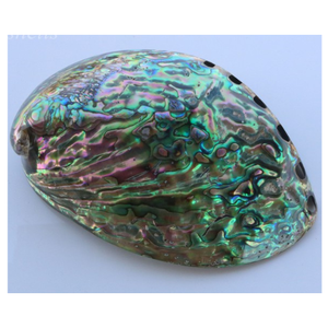 Concha de abulón de alta calidad Concha de abulón natural de Vietnam con color brillante y superficie pulida para exportación y comercio - Product Image 1