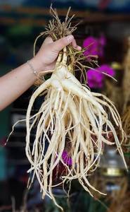 Bonnet de ginseng, planta natural antienvejecimiento, panax, vietnamita, ginseng salvaje, Akina, venta al por mayor - Product Image 6