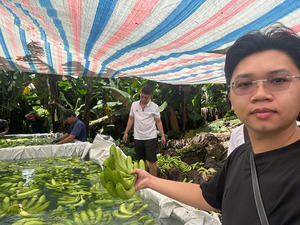 กล้วยคาวเรนดิชไฮแลนด์คุณภาพสูงจากเวียดนามสดใหม่หวานและมีคุณค่าทางโภชนาการส่งออกมาตรฐานสำหรับขายทั่วโลก - Product Image 4