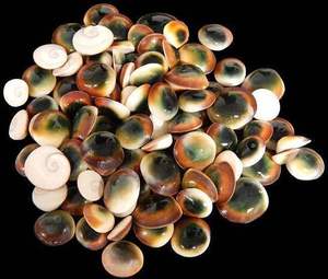 Artisanat naturel placage de coquille d'oeil de chat du Vietnam Technique polie élément décoratif de coquillage - Product Image 3