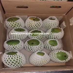 Premium quality Fresh Sweet Alphonso Mangoes Exports to Portugal / Tunisia / Nigeria from India