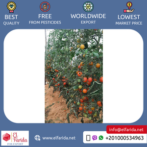 Ai Cập Nguồn Gốc Nhà Cung Cấp Chất Lượng Hàng Đầu Bán Buôn Số Lượng Lớn Trái Cây Tươi <span class=keywords><strong>Cherry</strong></span> Màu Đỏ Rau Tươi Cà Chua Tại Giá Tốt Nhất - Product Image 5