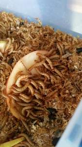 Gusanos de harina vivos naturales para animales pequeños/Katty - Product Image 4