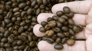 Premuim <b>Roasted</b> Arabica & Robusta <b>Coffee</b> <b>Beans</b> For Sale - Product Image 5