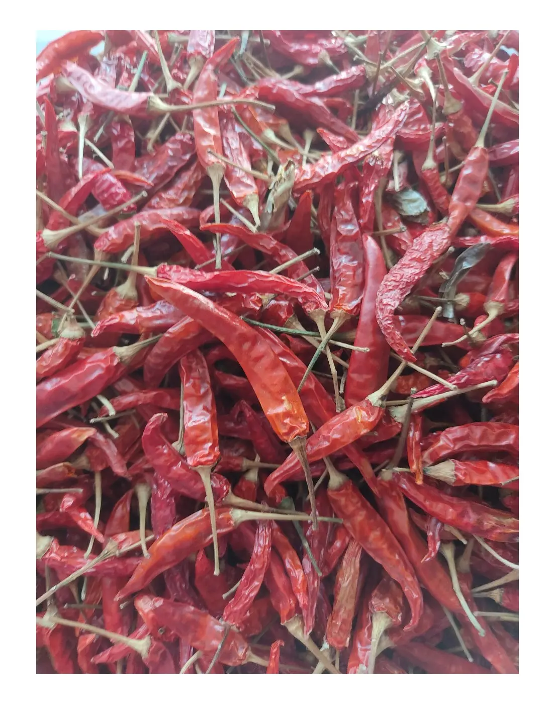 Atacado 2024 especiarias quentes de pimenta vermelha seca Tianying de alta qualidade temperos de comida com pimenta seca com preço baixo