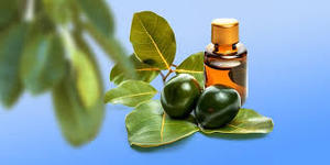 Fabricante de fábrica al por mayor de aceite esencial de Tamanu 100% aceite puro y natural aceite esencial de Tamanu mejor exportador a granel de La India - Product Image 5