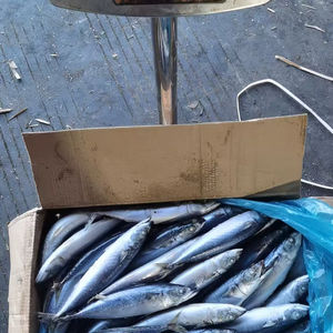 Caballa del Pacífico Congelada IQF con 12 Meses de Vida Útil - Precios al por Mayor - Product Image 1