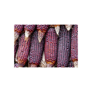 เมล็ดข้าวโพดสีแดงทั้งหมดสำหรับผู้ผลิตอาหารและตัวแทนจำหน่าย - Product Image 3