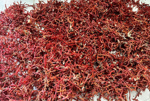 ปะการังแดงหยาบปะการังเนื้อหยาบธรรมชาติจากอิตาลีแท่งปะการังแดงที่ไม่ขัดเงา100% - Product Image 6