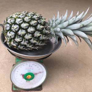 Ananas frais de bonne qualité, meilleure vente d'ananas frais pour les vacances, fruits tropicaux - Product Image 4