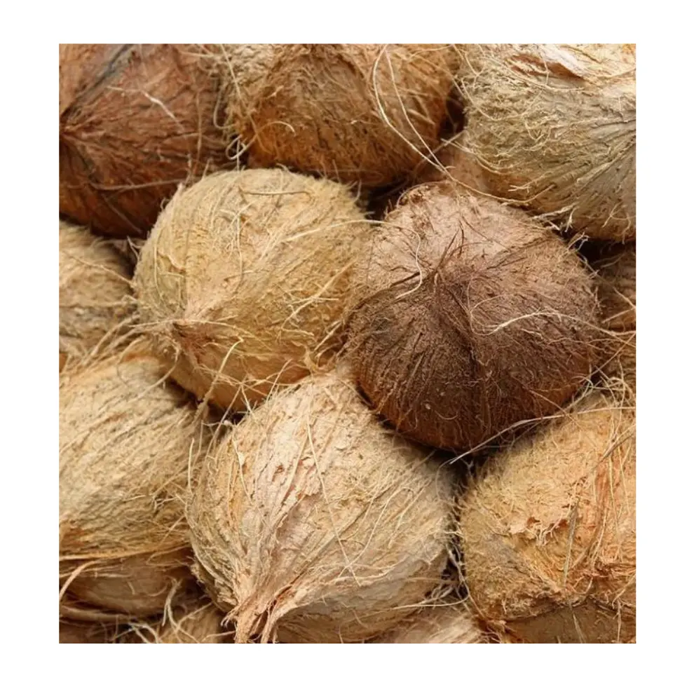 Herstellung von Kokos wasser und Verkauf von Kokosnuss schalen aus 99 Gold daten in Vietnam