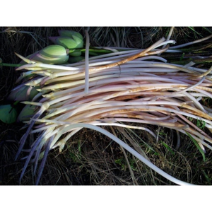 Lotus root in brine delicious - Product Image 1