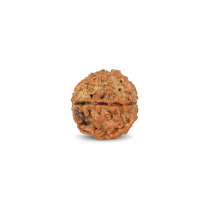 Perles en bois de Rudraksha de 3,16 carats - Product Image 1