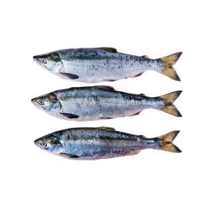 Pescado de salmón congelado/Pescado de salmón congelado de la mejor calidad - Product Image 4