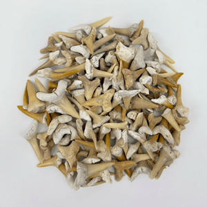 Fossiles de dents de requin naturelles marocaines de qualité B |   Spécimens de paléontologie en vrac de catégorie B pour kits de fouilles STEM - Product Image 1