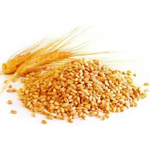 Semi di grano di qualità in stile essiccato/grano di grano in vendita