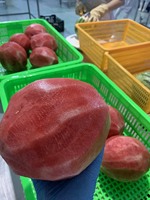 Zonsopgang IQF Diepvries Watermeloen Hele Vruchten Vacuümverpakt Bulk 10kg Vietnam