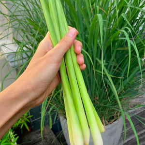 PISTE DE CITRONELLE CONGELÉE DE QUALITÉ SUPÉRIEURE 100% NATUREL FABRIQUÉ AU VIETNAM - Product Image 1