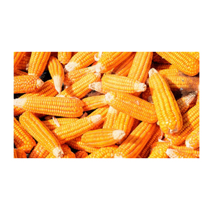 Maíz amarillo secado al aire más vendido Maíz amarillo sin OMG Calidad de exportación Maíz amarillo y blanco a la venta - Product Image 2