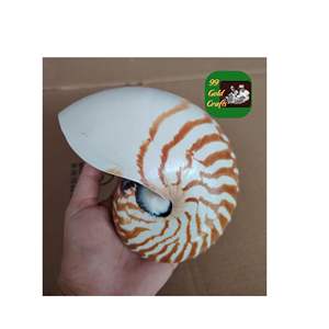 NAUTILUS CONCHA DE MAR ARTESANÍA AL POR MAYOR CONCHA DECORATIVA NATURAL ACENTOS ÚNICOS PARA EL HOGAR ACCESORIO PARA JOYERÍA Y ARTE VIETNAM - Product Image 3