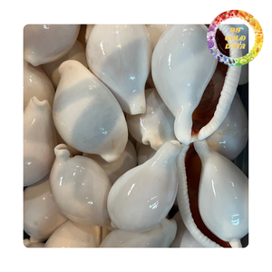 Coquillages de cauri naturels | Prix de gros pour les créateurs de bijoux et les amateurs de décoration | Coquillage de vente chaude 2025 - Product Image 1