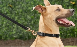 High Quality Zinc Alloy Metal Dog Hook Heavy Duty <b>Snap</b> Hook for Pet Leash Collar & Harness Accessories for Best Price - Product Image 2