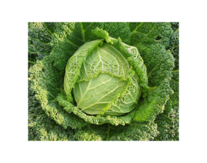 Repollo Verde Fresco de Primera Calidad de la Nueva Cosecha 2024, Estándar de Exportación, Orgánico, Fresco, Tailandés, Crucífero - Product Image 5